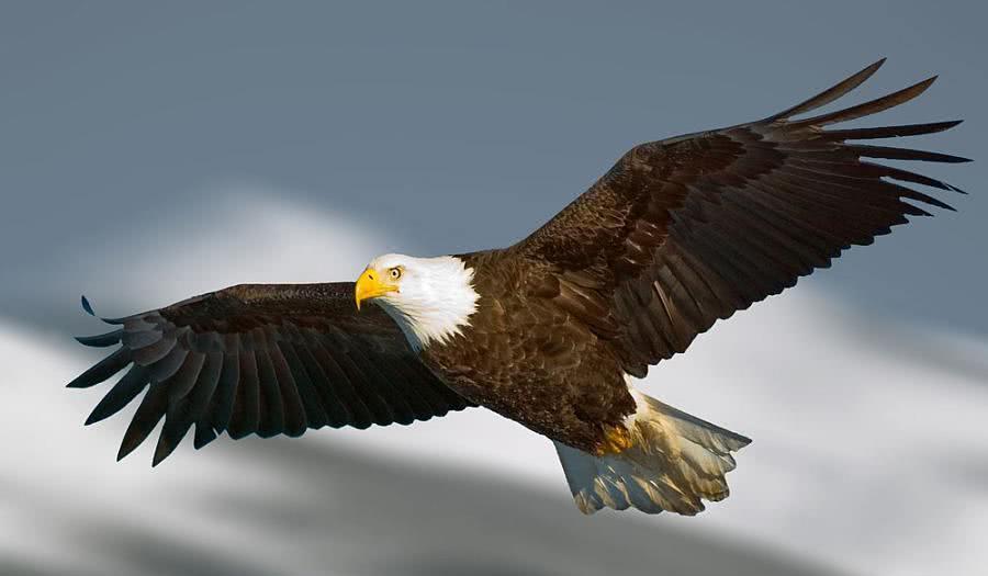 小学语文课本这几个故事,到底有没有科学依据?你被骗过吗?