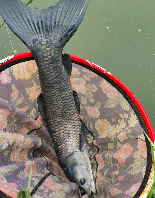 青鱼为什么在民间也叫"索命鱼""妖鱼"?很多钓鱼人也未必清楚