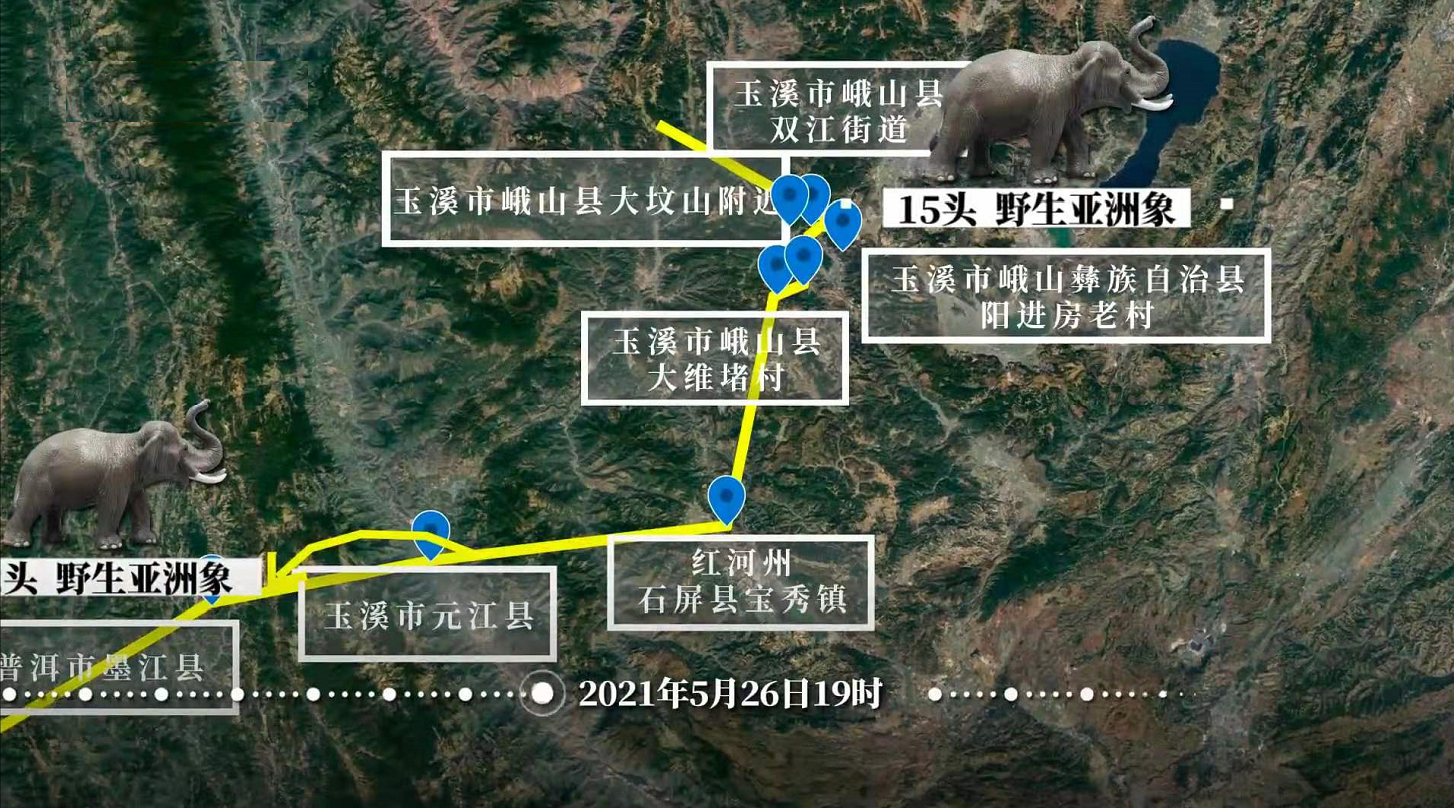 亚洲象行进路线