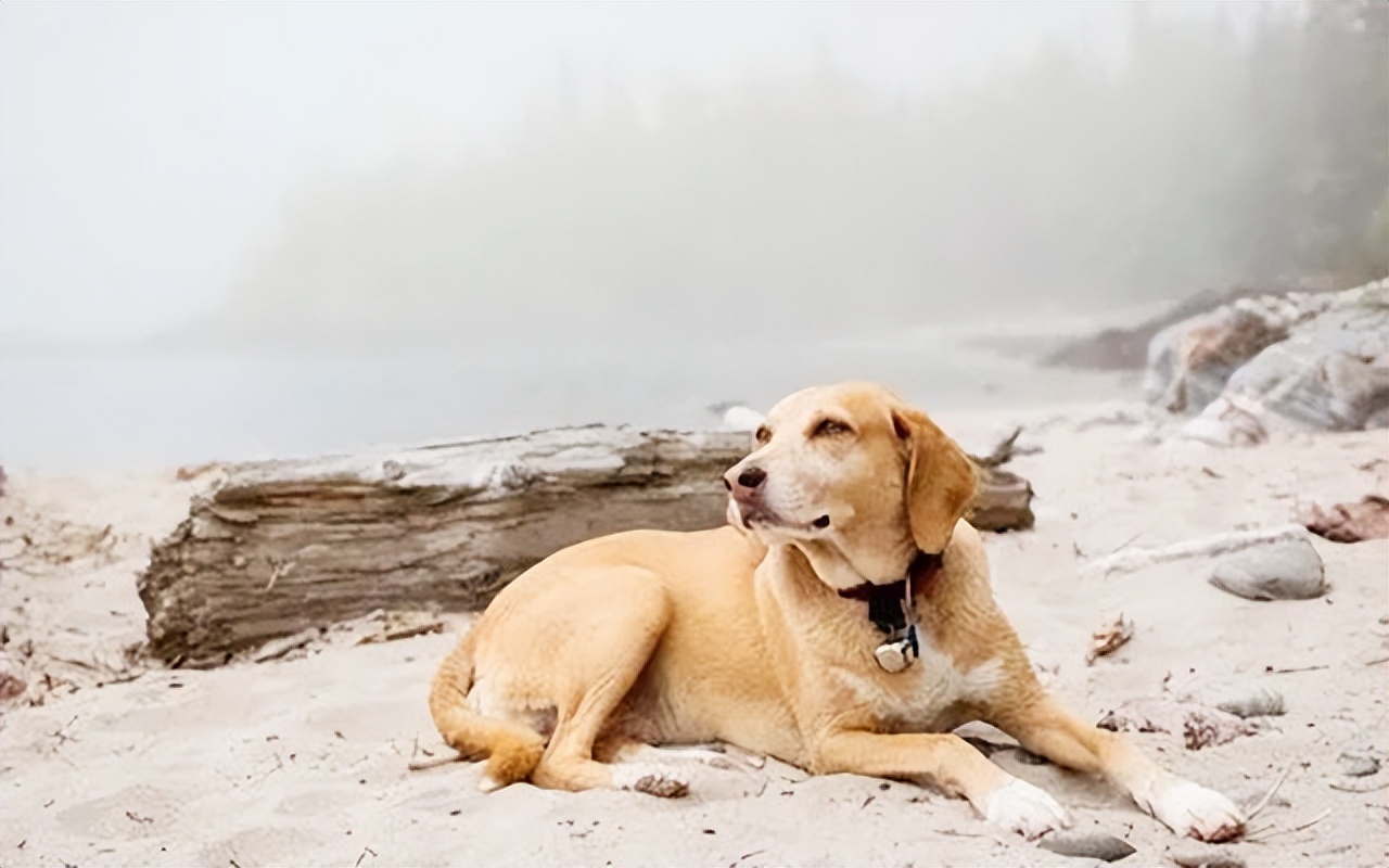 波斯多善犬:古伊朗犬