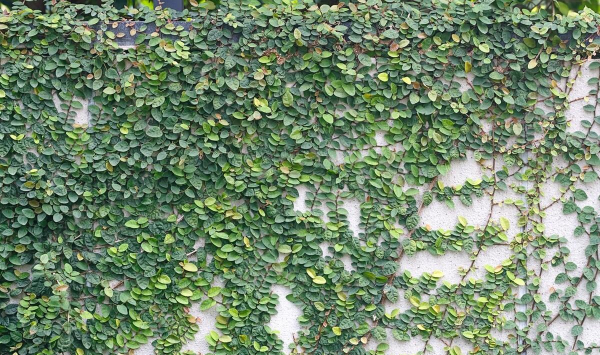 薜荔果子分为雌雄,靠一只小蜜蜂来授粉,一种可以制作冰粉植物