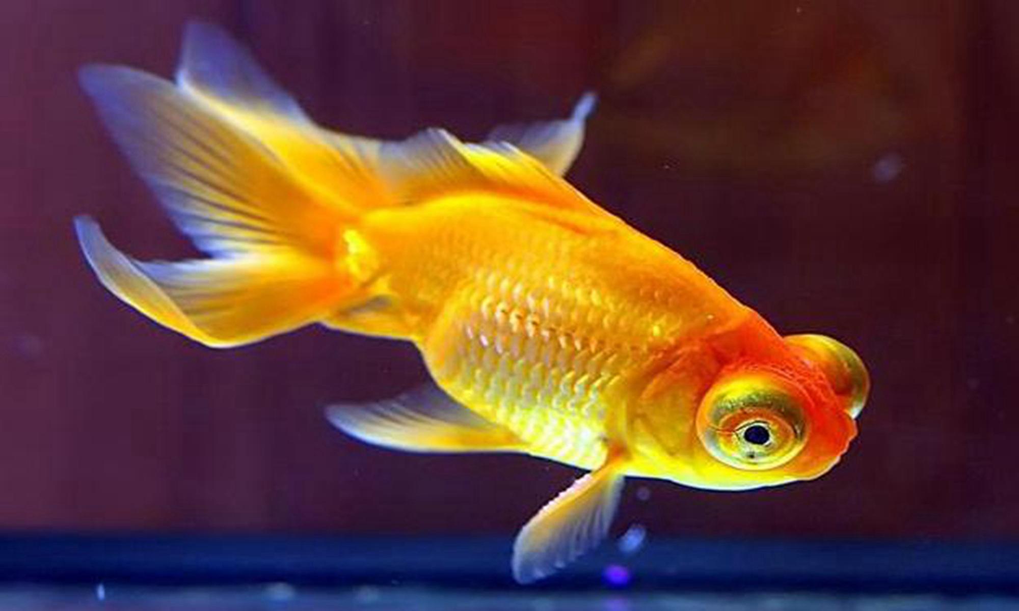 为什么没人养国狮金鱼?原来是它的特性决定的