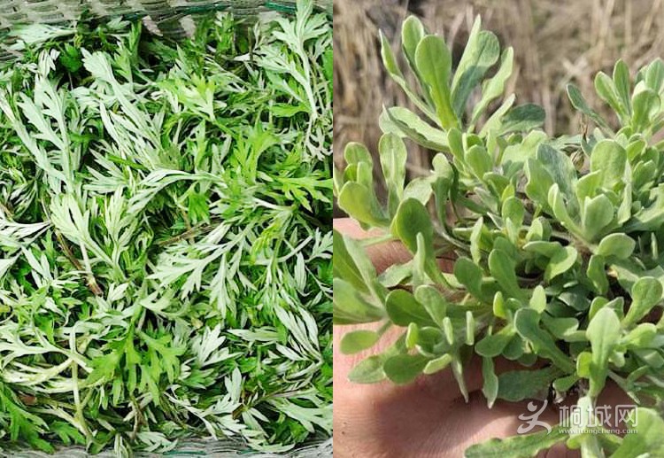 三月三,又闻桐城蒿子粑儿香