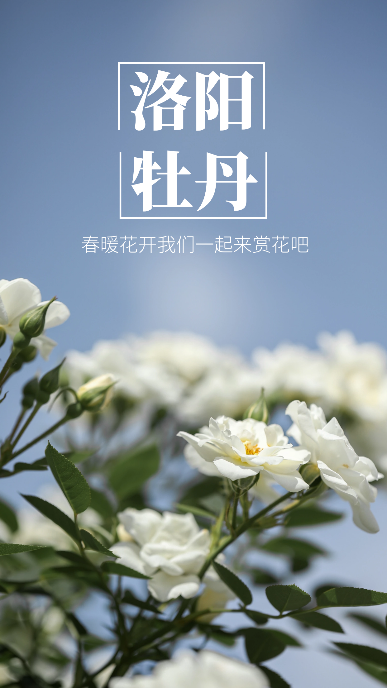 来,老铁!洛阳牡丹文化节到了咱们去欣赏牡丹花吧