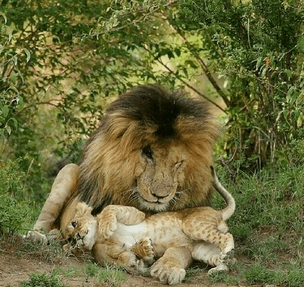 狮王刀疤:狮群称王达9年,同时控制5个狮群,一生为王,终得善终