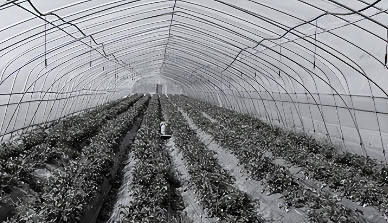 回顾葫芦岛特大凶杀案:残忍杀害13人,还将男人下体割掉泄愤