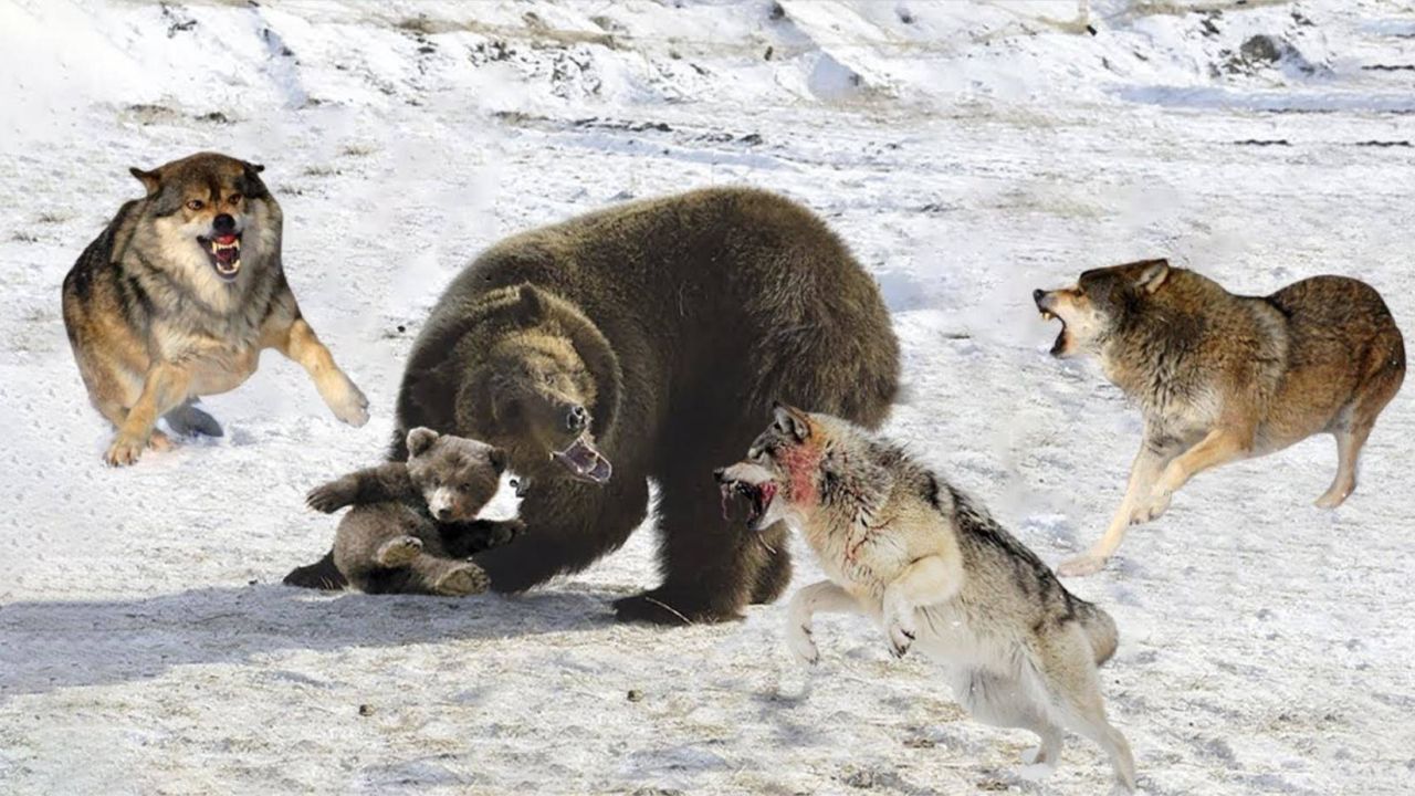 狼群打得过成年棕熊吗?它们之间真实的关系是怎样的?