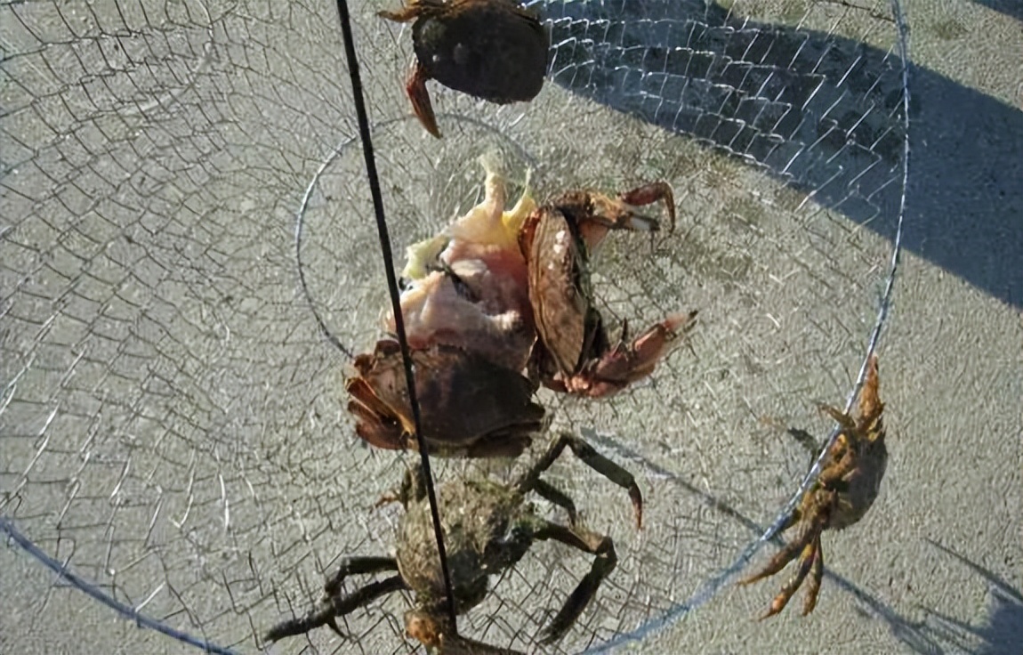 美国牛人海边用神器钓螃蟹,一斤重的螃蟹排队上钩,太有成就感了