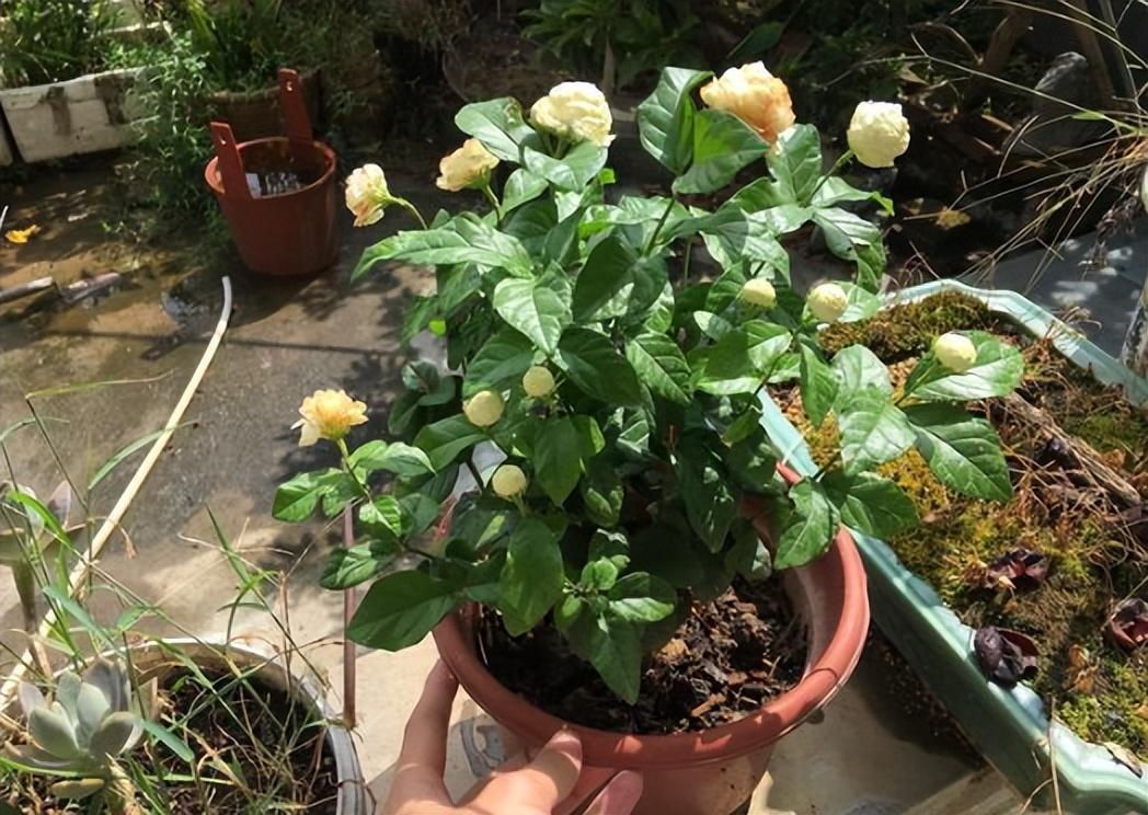 虎头茉莉,优秀的盆栽茉莉花,花大美丽,芬芳馥郁,多季节开花