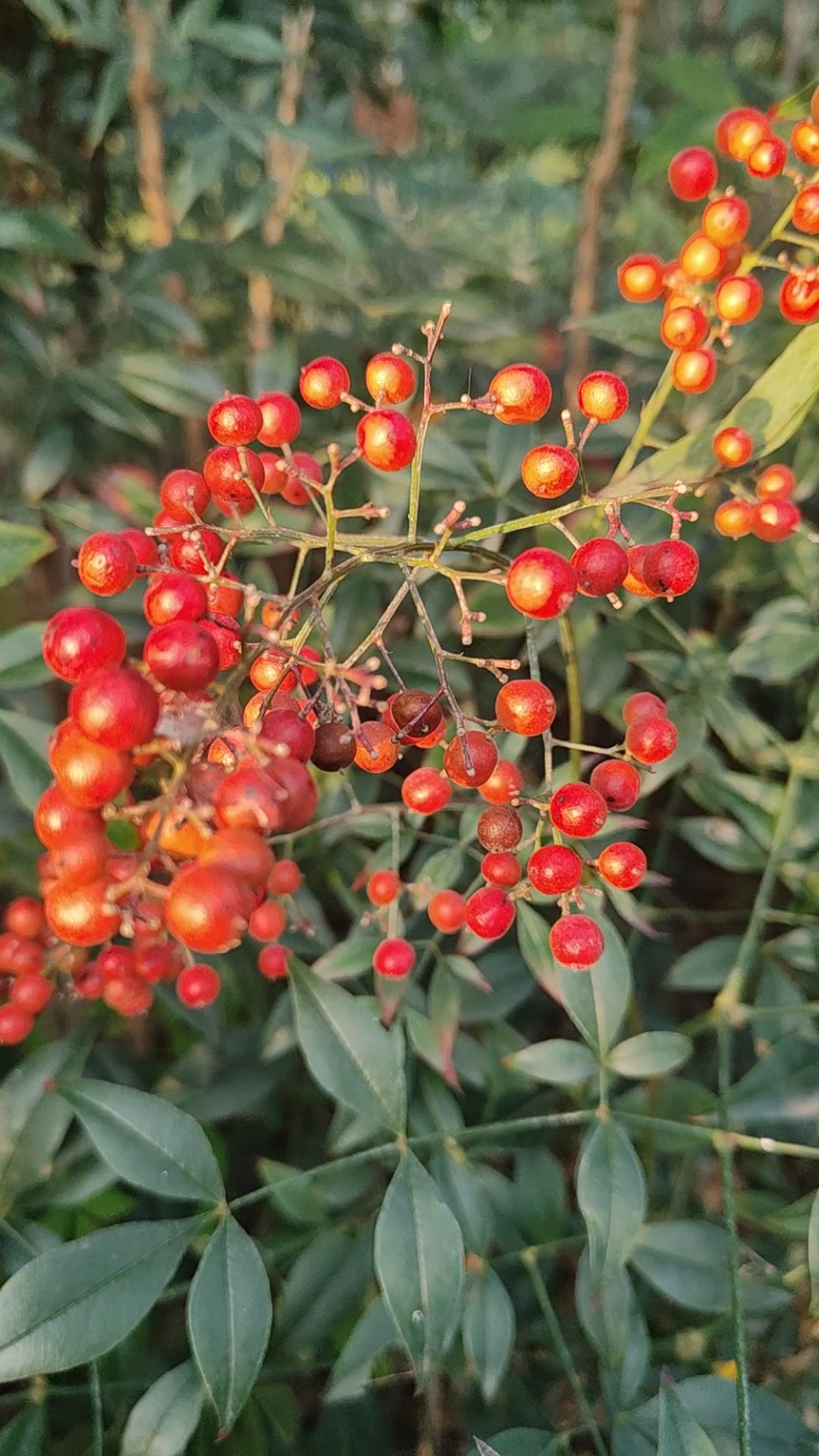 路边这个红豆叫什么名字?能吃不?