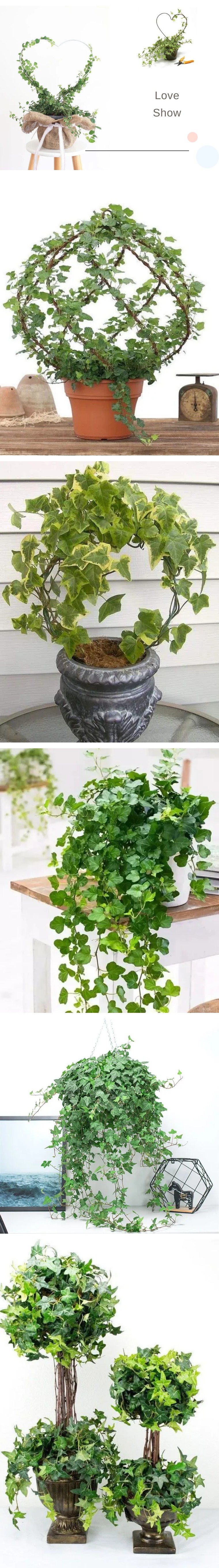 100种观叶植物|no.7 常春藤养护攻略