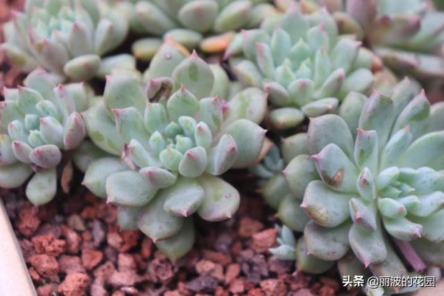 「莱恩小精灵」小型种易群生多肉植物,莲座状叶披粉覆有纤毛