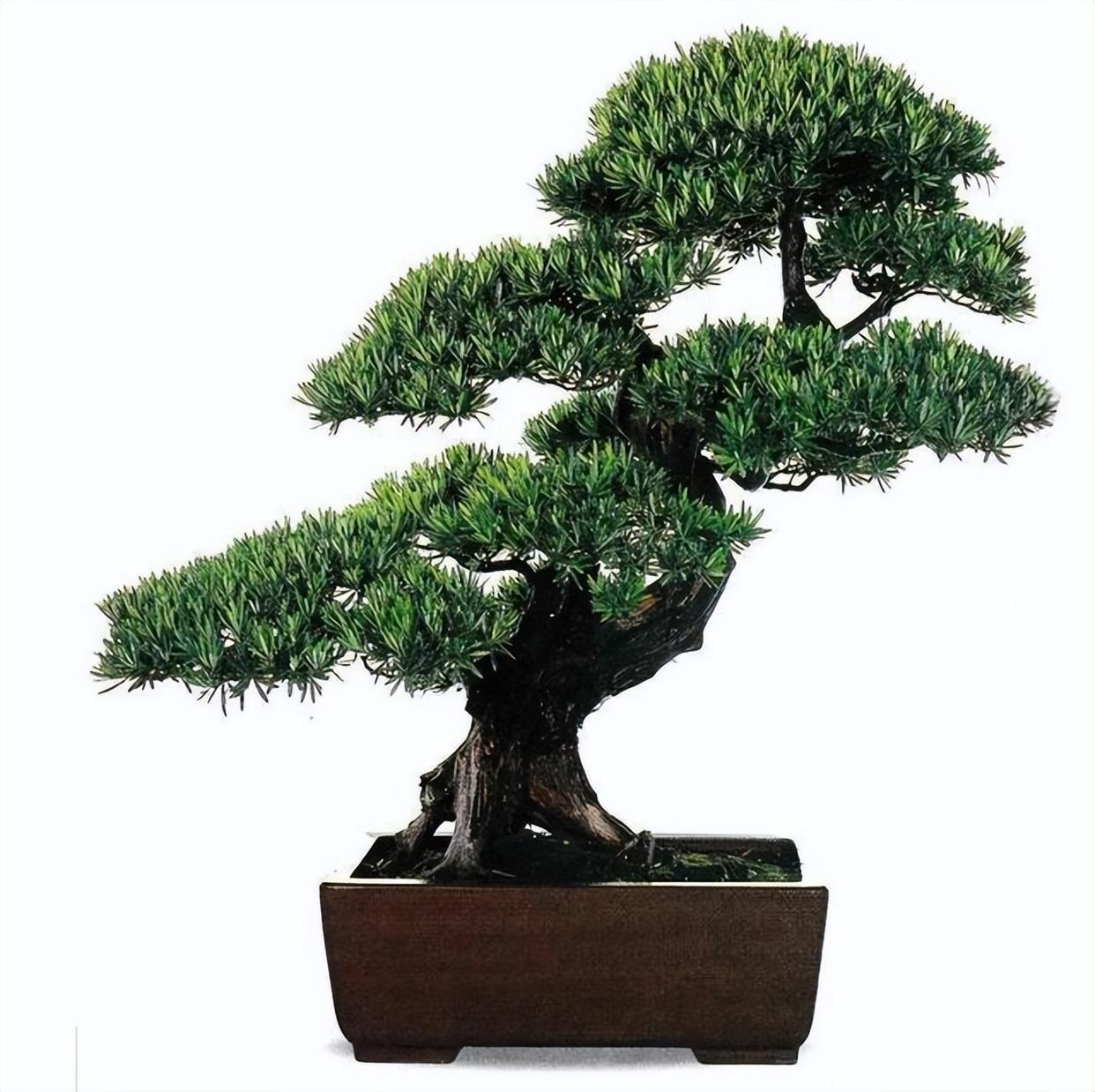 精品绿植——罗汉松