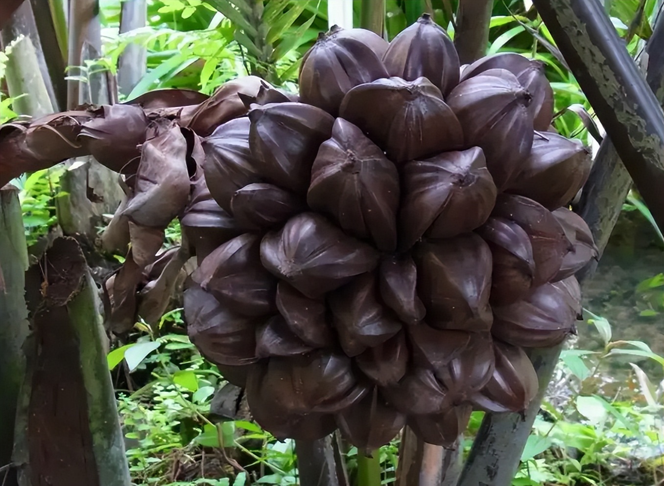 越南这种水果深受我们喜爱,当地人却难以理解:本地人很少吃