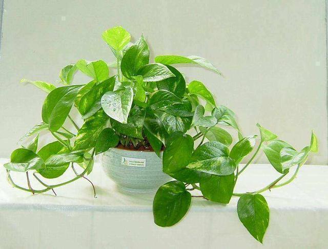 其实绿植并没有吸收甲醛的能力.