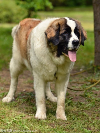 世界十大名犬排行榜