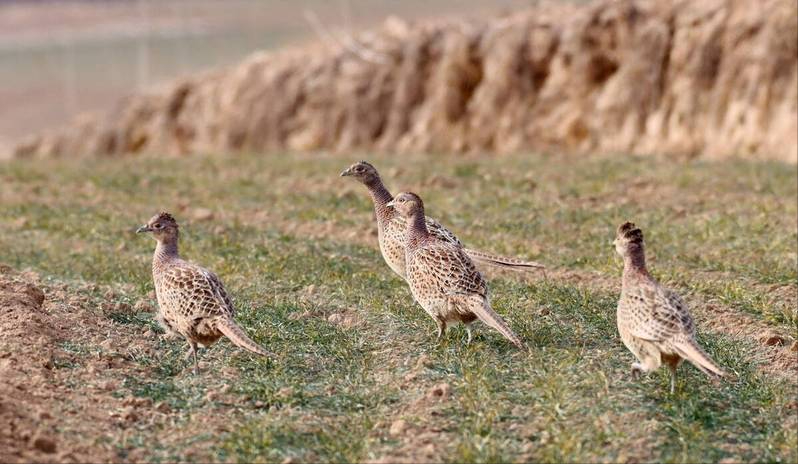东北野鸡遍地跑为何吃货却不敢下嘴