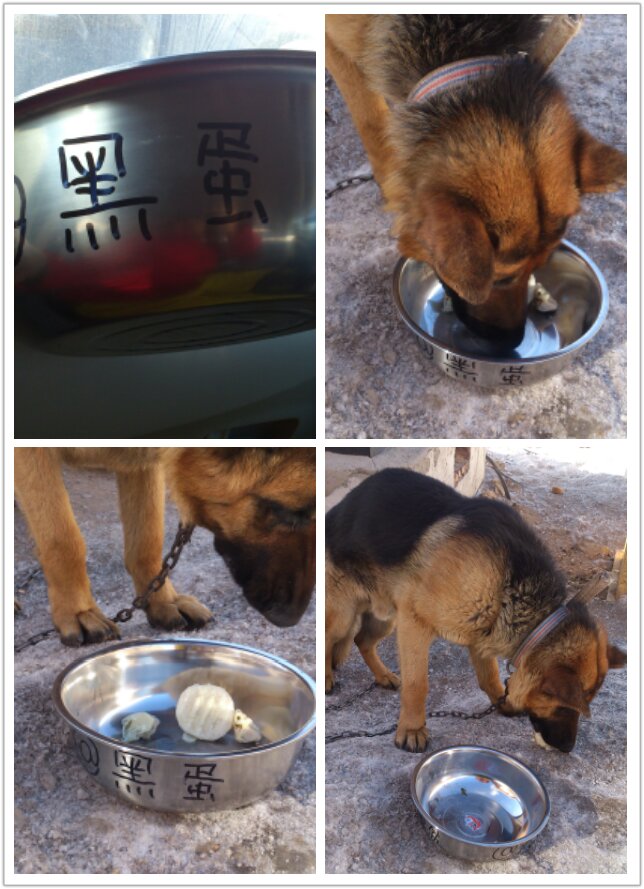 国庆出行,狗狗在家怎么办?这份详细干货你可要收藏好