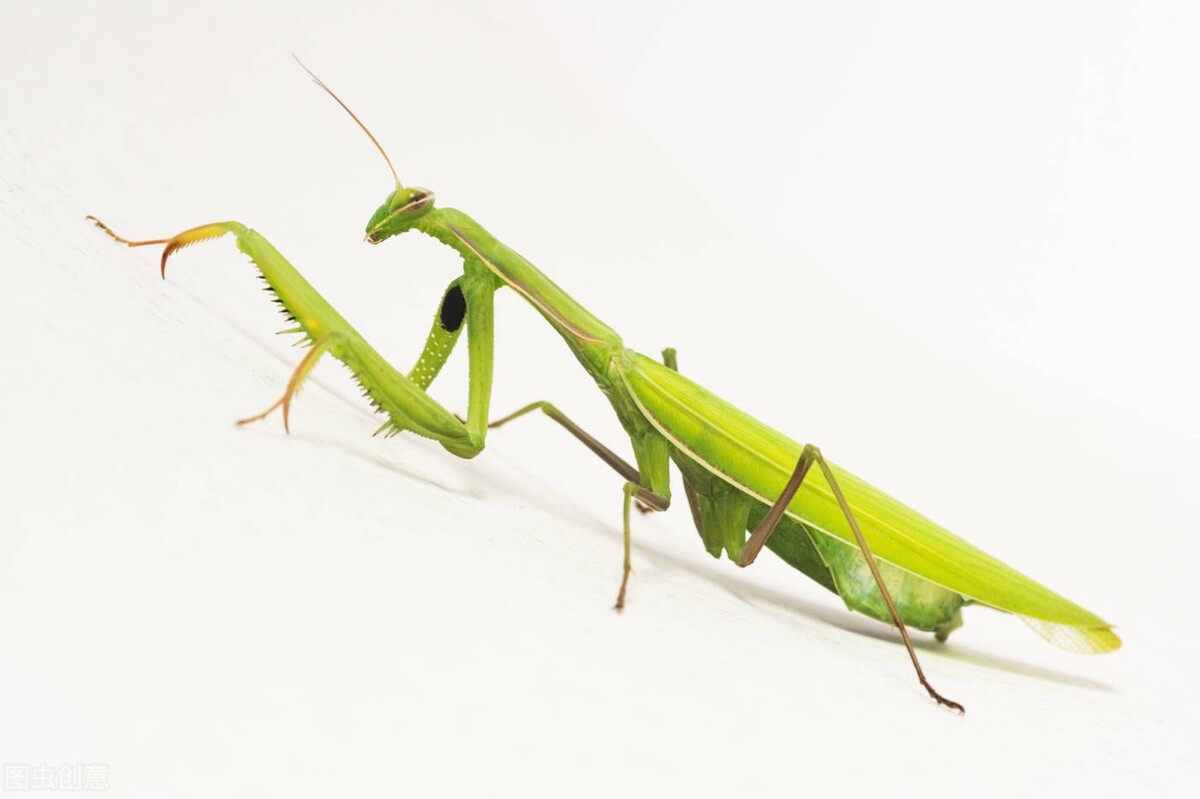 庄子《人间世》:螳臂挡车,养虎为患