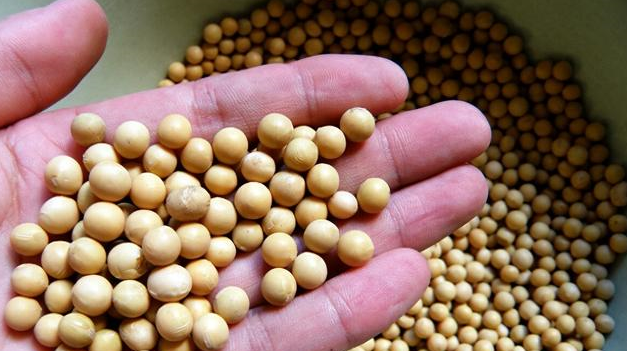 中国宁向美国购买"转基因大豆",也不从俄罗斯购买,这是为什么