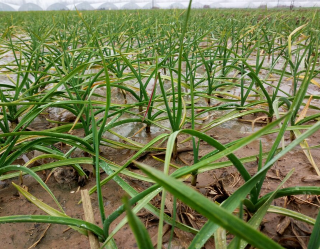 农户种植大蒜,科学育苗是关键,可以选择两种育苗方法