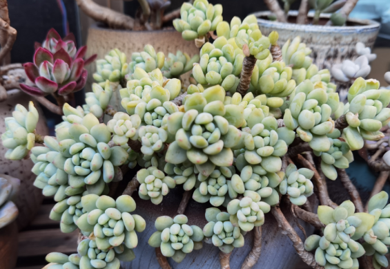 39多肉——凝脂莲:是什么来历?夏季该怎么养?建议花3分钟读懂