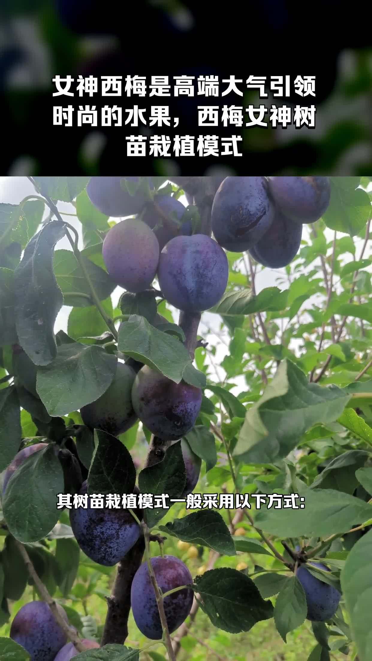 女神西梅是高端大气引领时尚的水果,西梅女神树苗栽植模式