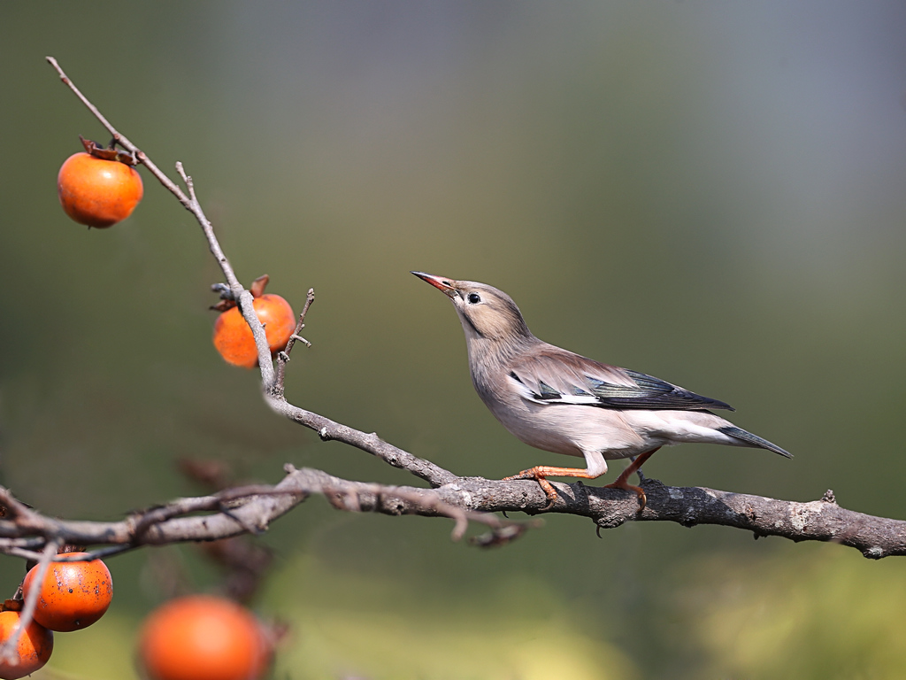 丝光棕鸟几个月会说话?