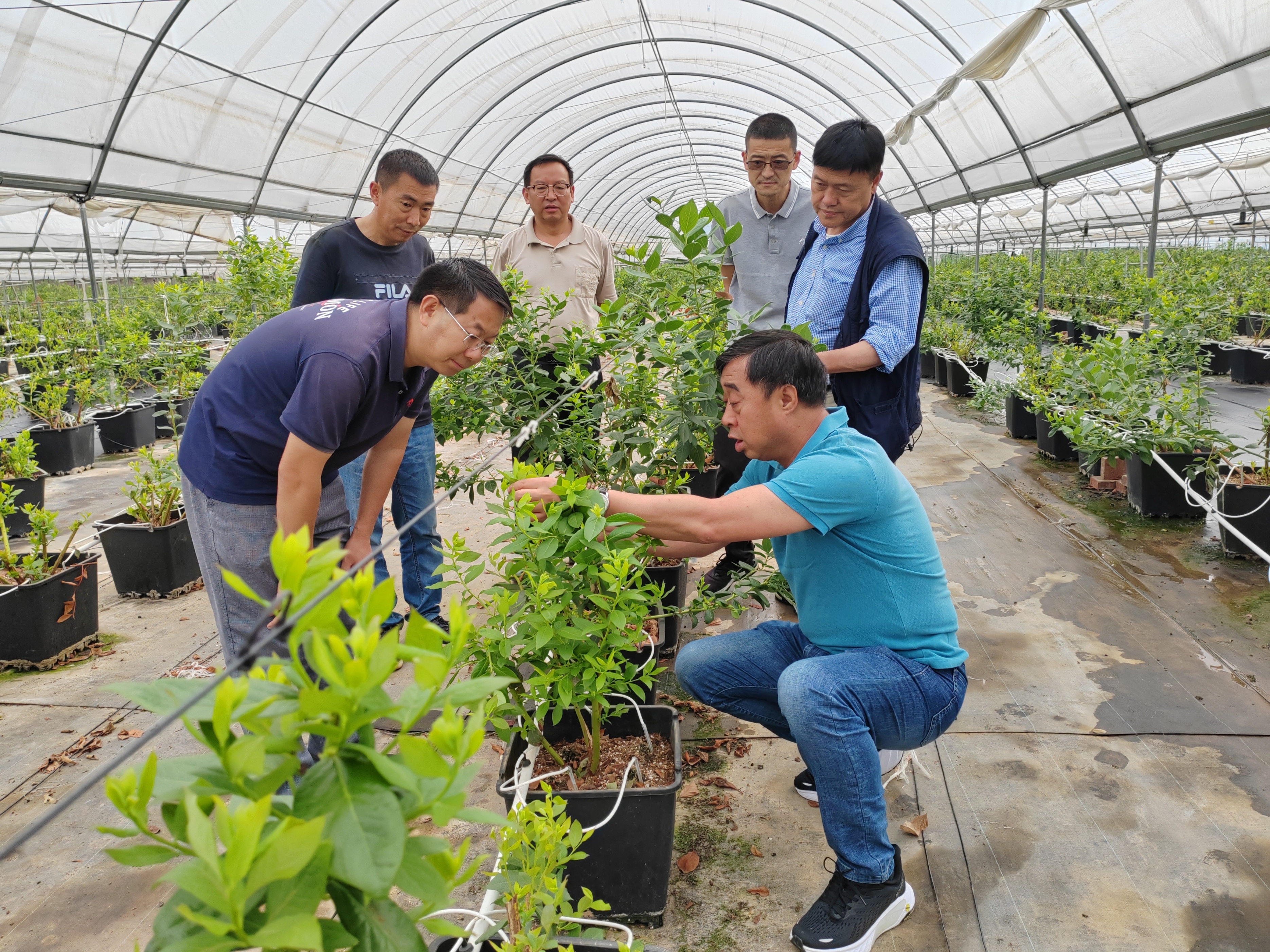 大姚县龙街镇:干群发力 产业发展