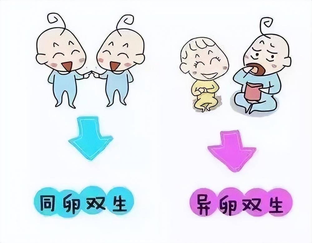 异卵双胞胎怀孕卡通图片