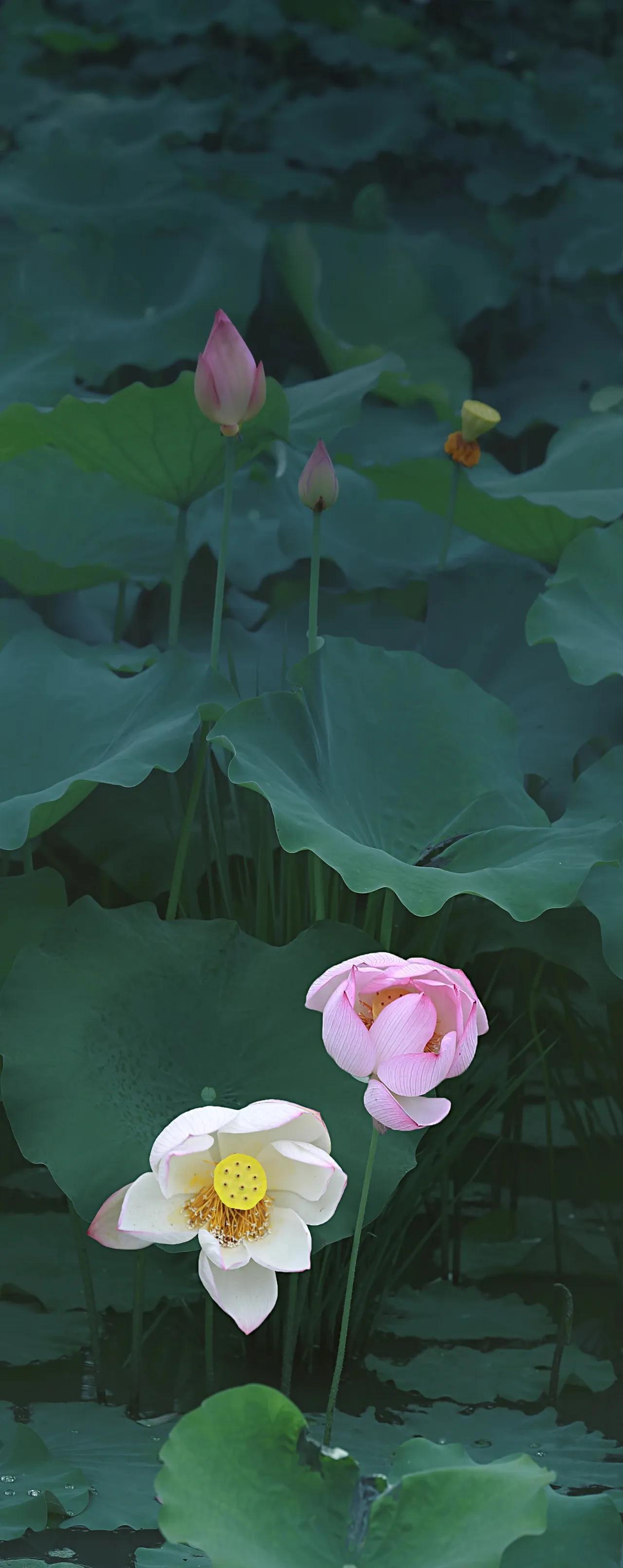 清新绿色护眼荷花壁纸