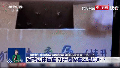 网购平台竟售卖宠物活体盲盒!更可怕的是