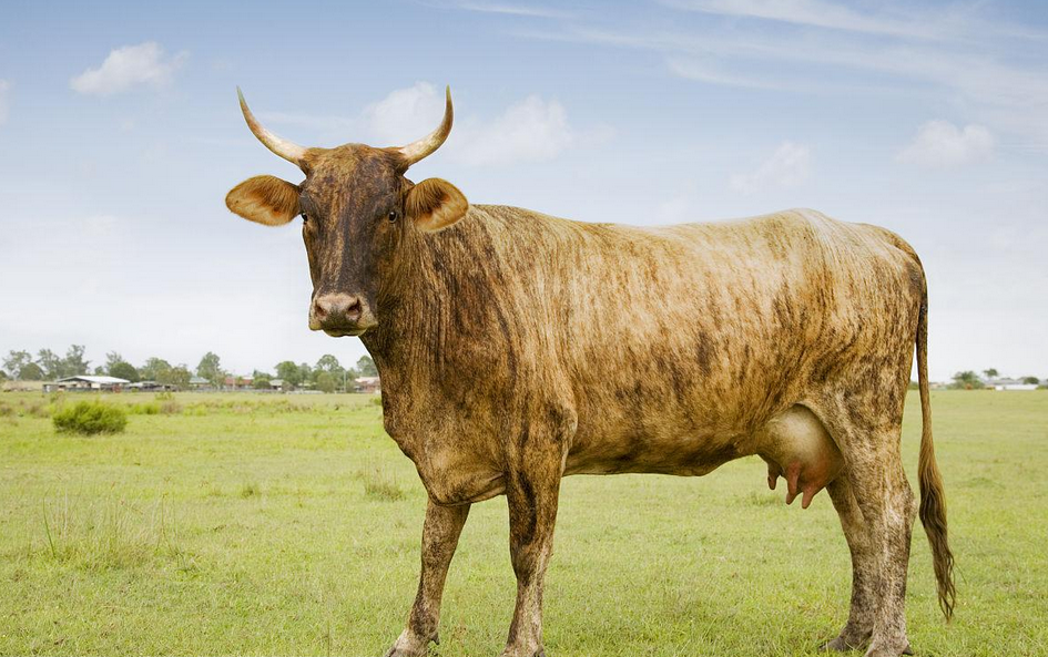 世界名牛-婆罗门牛
