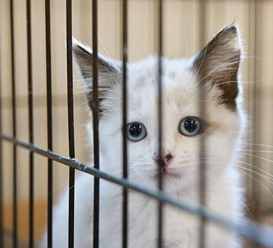 猫在笼子里一直叫怎么办?猫被关在笼子里好吗