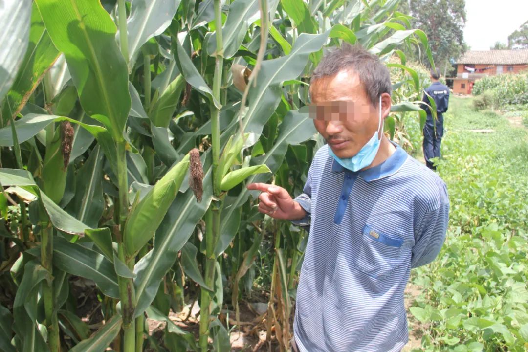 男子因盗窃被抓刚刚出狱,又因偷包谷再次被拘!