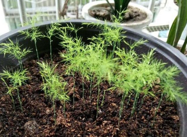 文竹养了好几年,终于开花了,授粉结种子,撒花盆长出一片小苗子