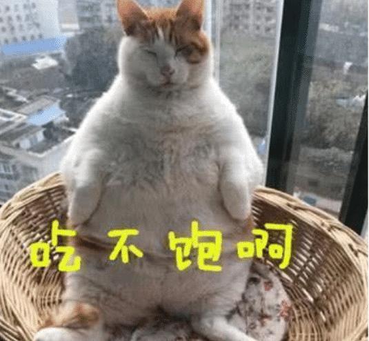 橘猫吃太胖被主人扣食,气嘟嘟坐阳台前打盹,坐姿令人捧腹大笑!