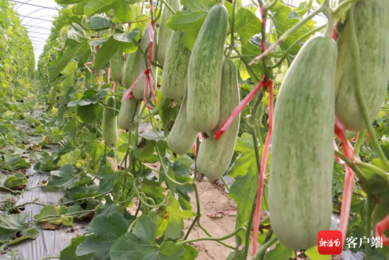 羊角蜜爬地种植的图图片