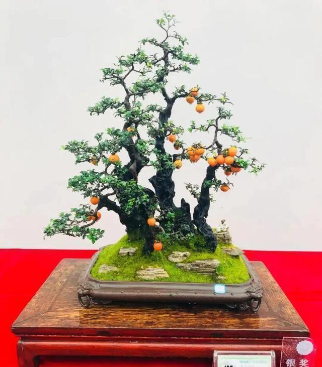 教你养护小技巧,金弹子盆景结果更美,一起学习一下