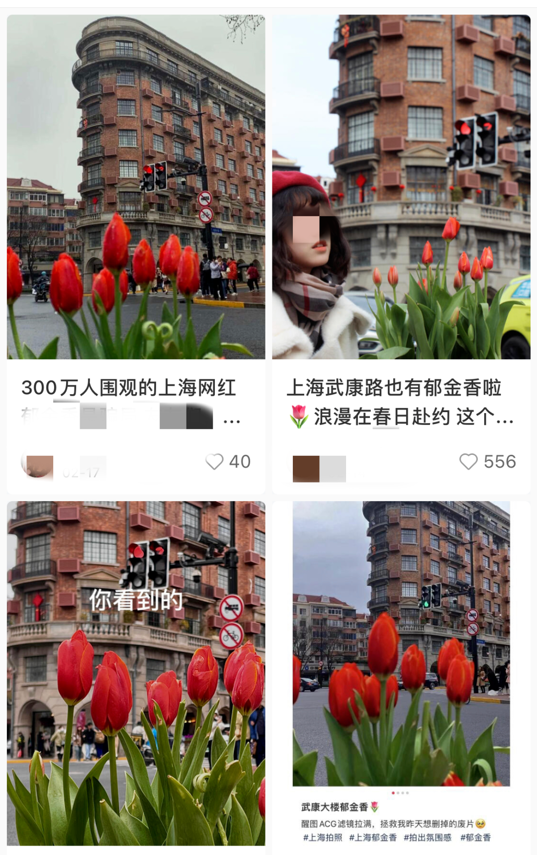 被全网骂惨的上海"郁金香事件",戳穿了当下社会最荒诞的一幕