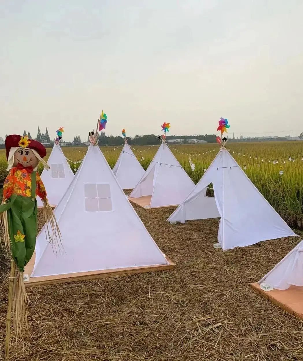 稻田里,帐篷上,创作绘画,你来不来?