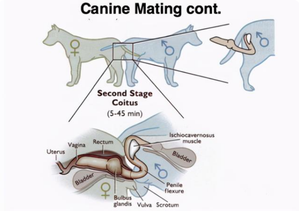 狗狗交配的秘密,为什么会上锁分不开?