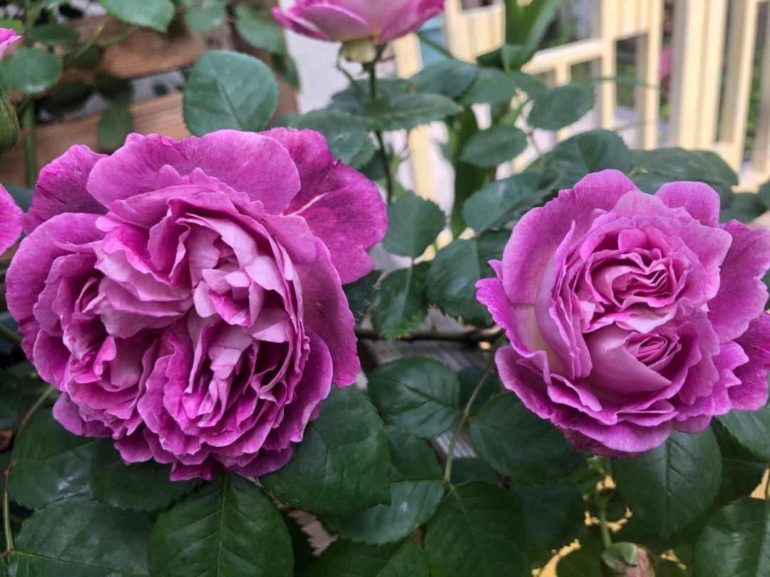 怪不得人人都爱合唱团月季,优点有点多