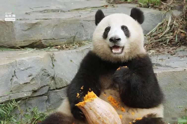 大熊猫春生和香果:杭州之旅,我们是否应该放心?