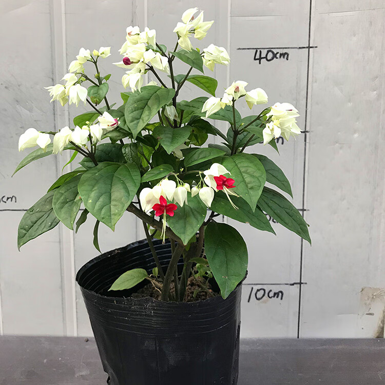 龙吐珠的寓意及象征
