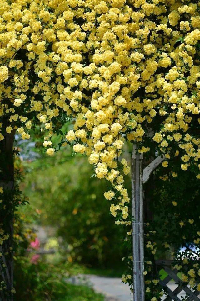 木香花抗旱耐寒,院子里种上一棵,来年变成一片"花海"