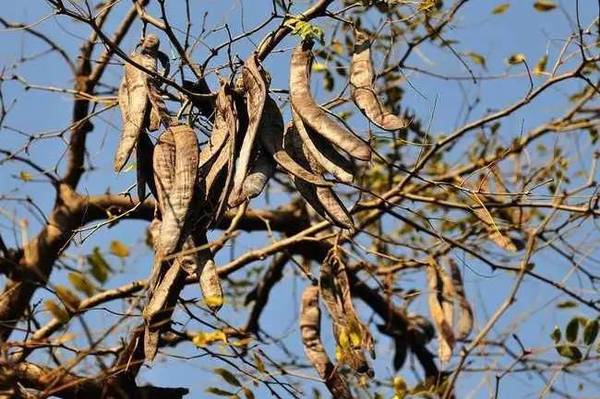 古代没有洗洁精,那洗碗到底如何去油污?