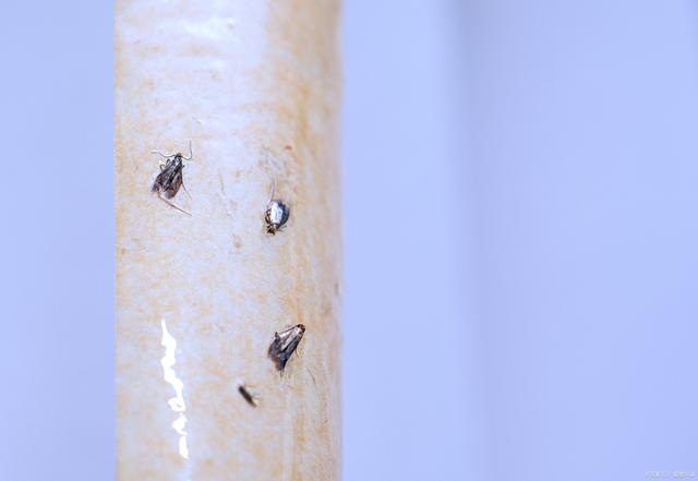 警惕厕所的"小飞虫",虽然外表毫不起眼,但危害却超乎想象