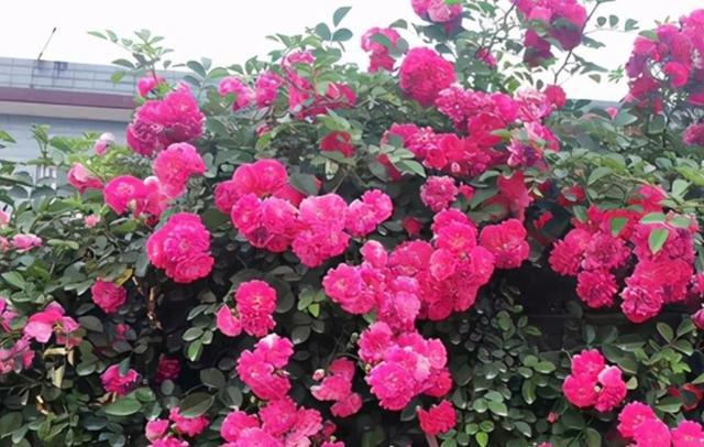 "经典爬藤花"甜蜜红木香,阳台上栽种2株,花姿优雅,好养易活
