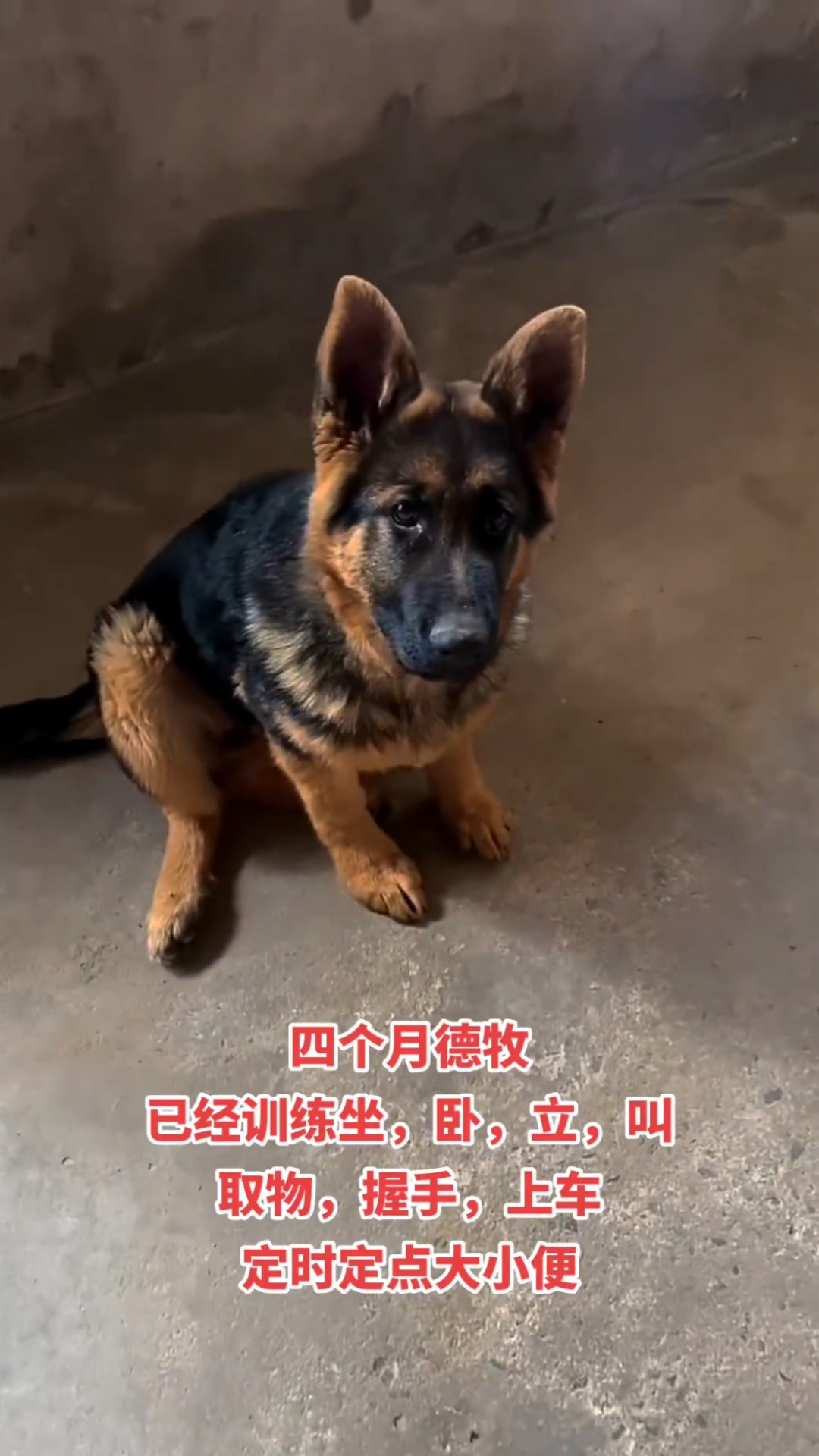 4个月的牧羊犬已接受训练